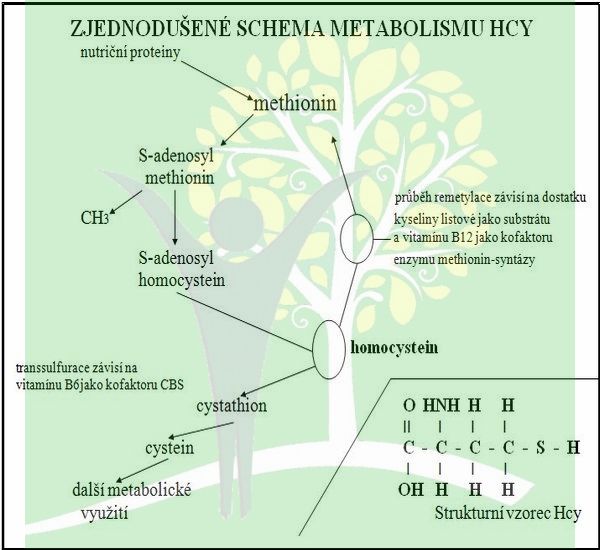 Schéma metabolismu Hcy