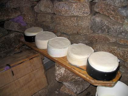 Kozí a ovčí sýry, jogurty