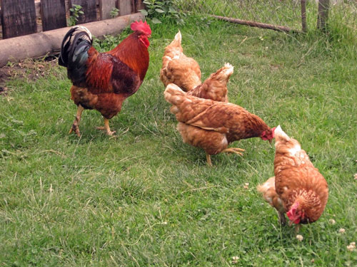 Kuřecí maso a drůbež