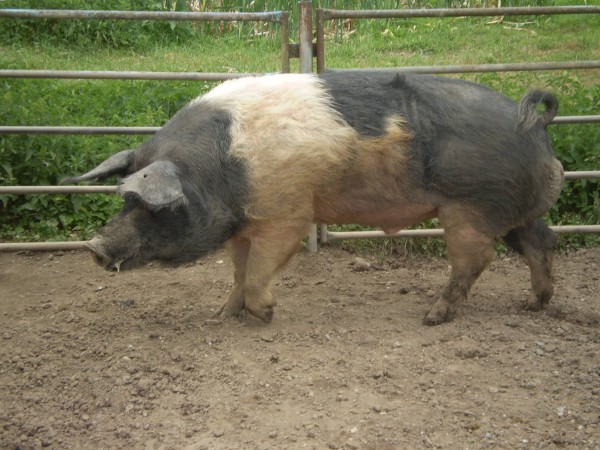 Přeštická černostrakatá