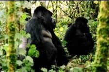 Gorily v Ugandě