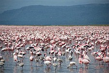 Plameňáci na jezeře Nakuru v Keni