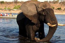 Sloni v botswanském národním parku Chobe