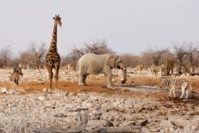 Divoká zvěř v Namibii
