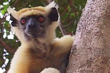 Lemuři jsou symbolem Madagaskaru