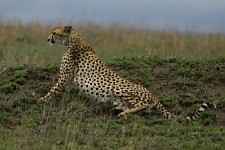 Gepard, nádherné zvíře keňských plání