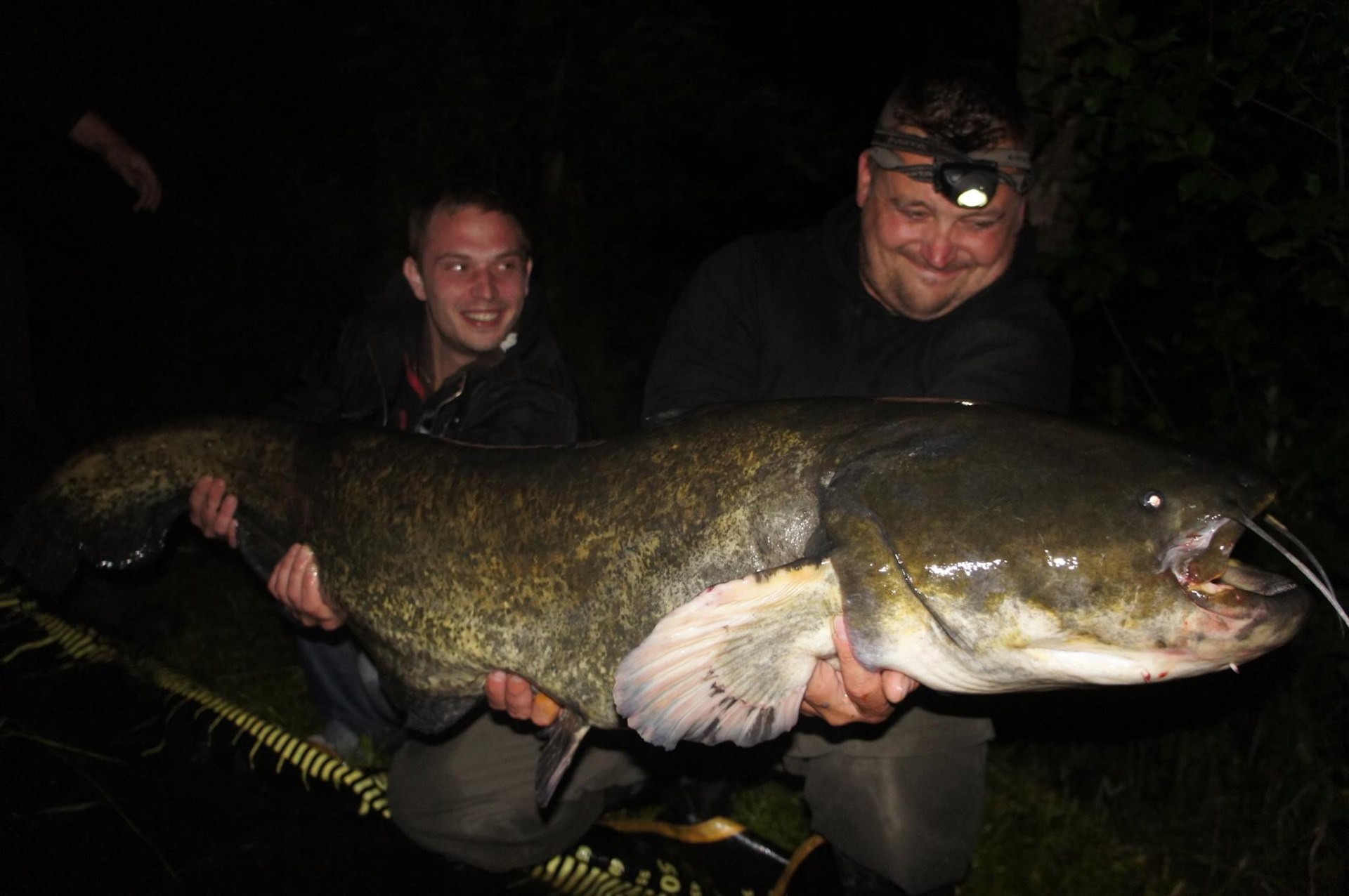 How To Fish For Wels Catfish