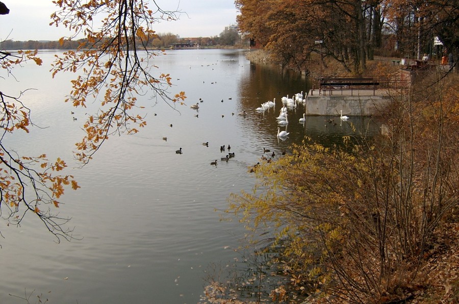 rybník na Třeboňsku