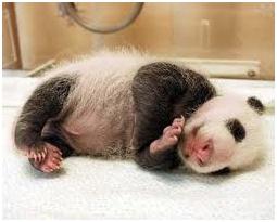 Resultado de imagen para clonacion de panda en china