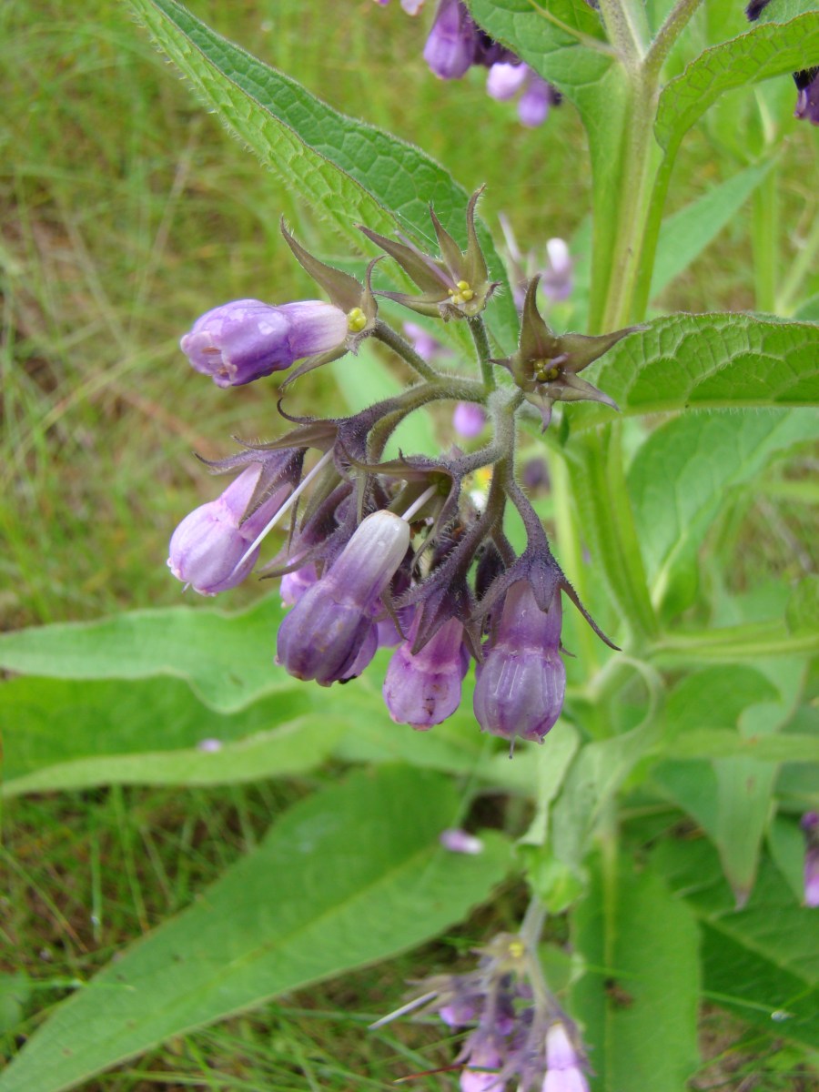 Kostival Lékařský - Symphytum officinale