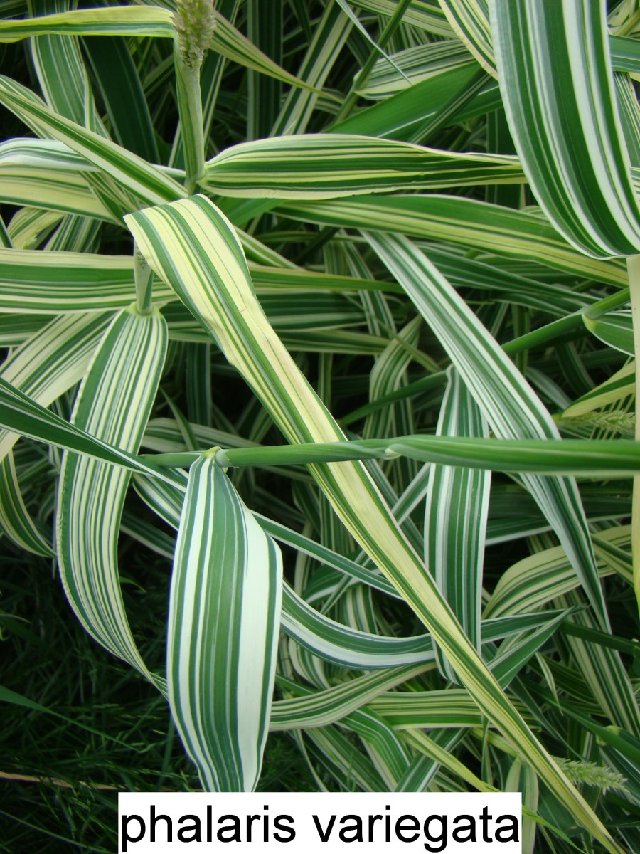 Lesknice - Phalaris arundinacea