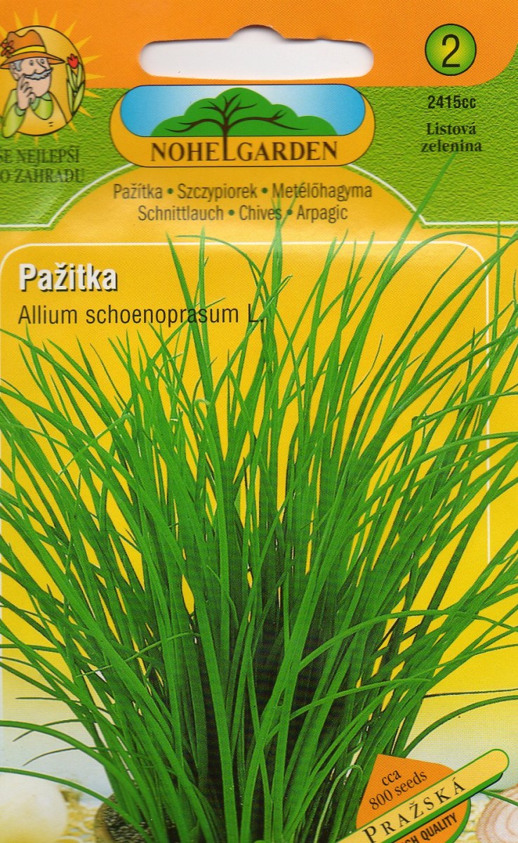 Pažitka - Allium schoenprasum