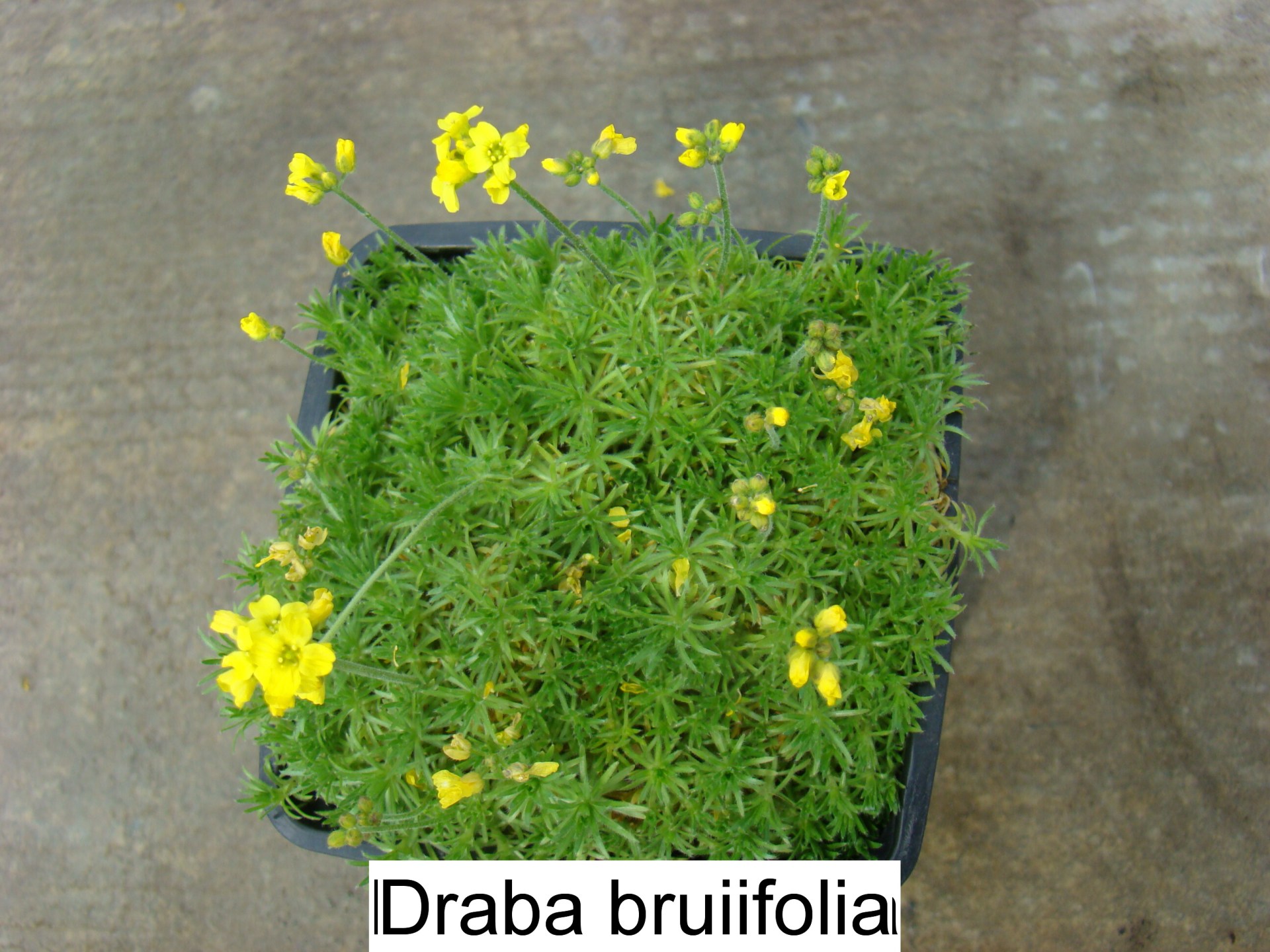 Draba Brunifolia