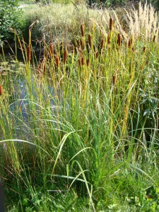 Orobinec Laxmanův - Typha laxmanii