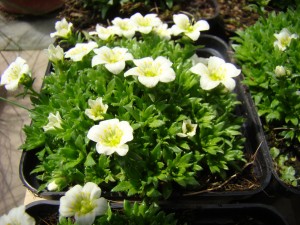 Saxifraga Arendsii White