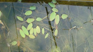 Rdesno -Polygonum bistorta