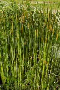 Orobinec úzkolistý - Typha anaqustifolia