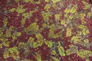 Azolla caroliniana - azolka