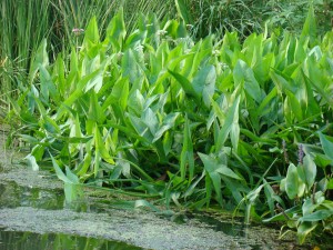 Šípatka širokolistá - Sagittaria latifolia