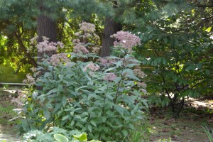 Sadec konopáč – Eupatorium cannabinum