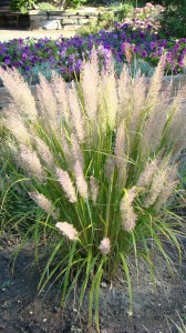 Třtina - Calamagrostis acutiflora