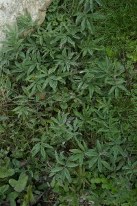 Mochna bahenní-Potentilla palustris