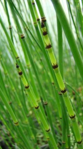 Přeslička zimní - Equisetum hyemale