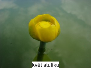 Stulík – Nuthar lutea