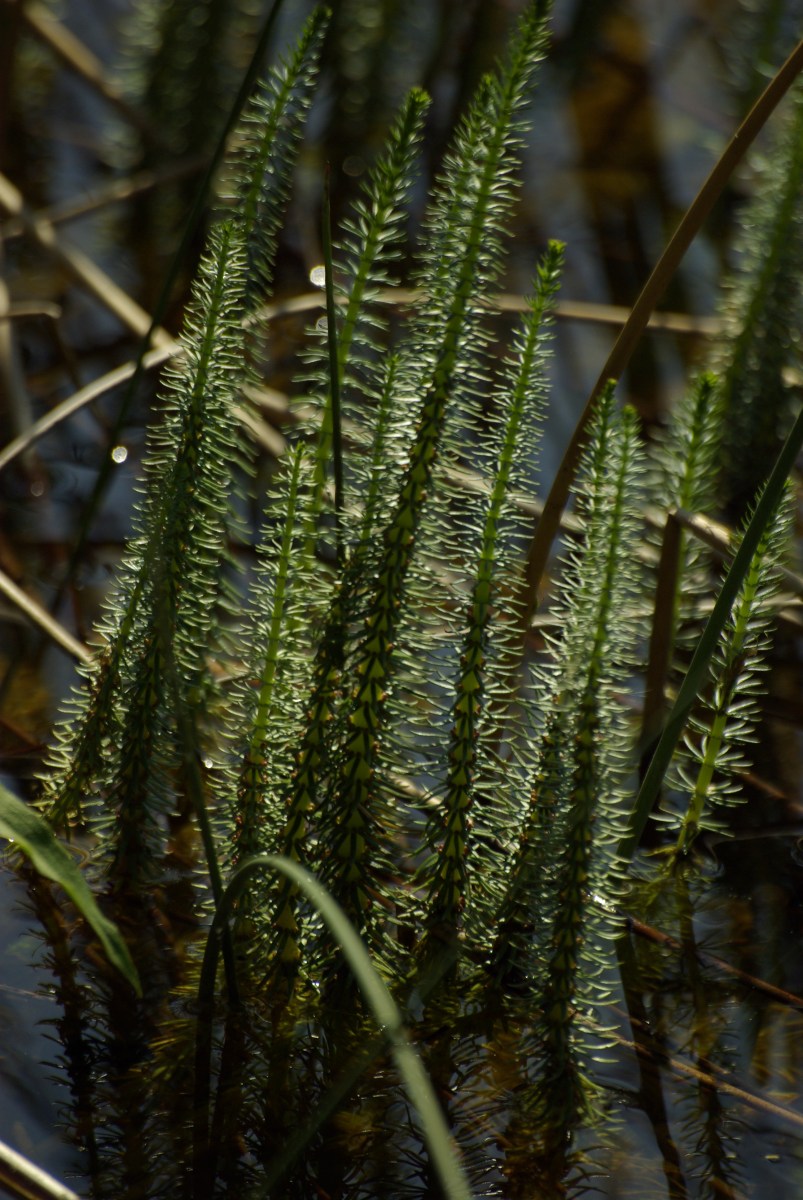 Prustka – Hippuris vulgaris