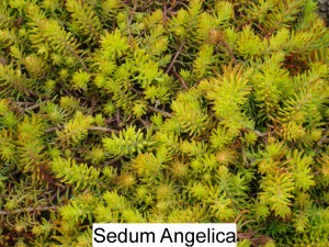 Sedum Angelica