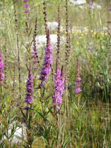 Kyprej Vrbice - Lythrum salicaria