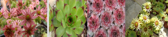 Sempervivum - Netřesk