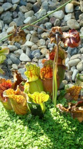 Špirlice purpurová – Sarracenia purpurea