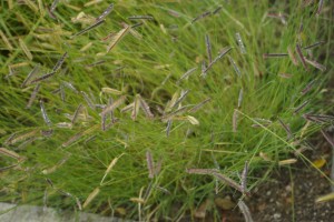 Bouteloua gracilis