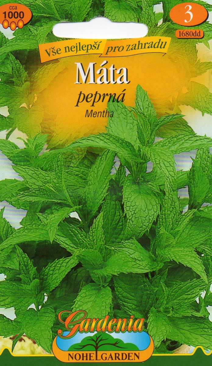 Máta sp. - Mentha spicata