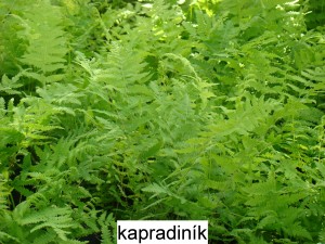 Kapradiník bažinný – Thelypteris palustris