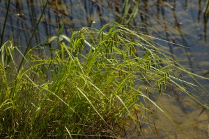 Carex pseudocyperus – pašáchor