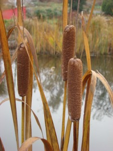 Orobinec širokolistý - Typha latifolia