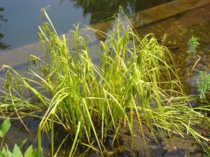 Ostřice pašáchor – Carex pseudocyperus