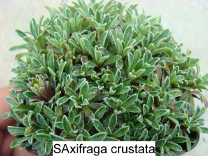 Saxifraga Crustata