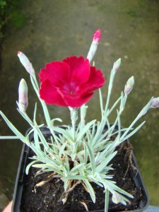 Dianthus cv.Fanal