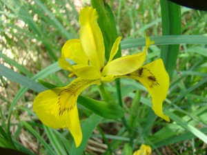 Kosatec žlutý - Iris pseudacorus