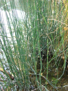 Přeslička zimní - Equisetum hyemale