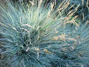 Kostřava sivá - Festuca glauca cv. Little