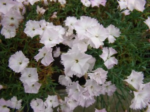 Dianthus Whatfieldwis