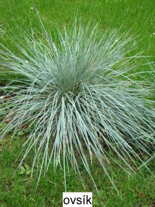 Ovsík vyvýšený – Arrhenatherum elatius ssp. Bulbosum Variega