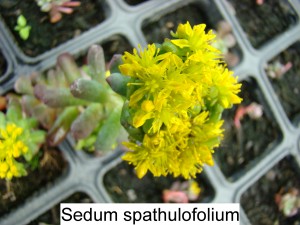 Sedum Spathulifolium