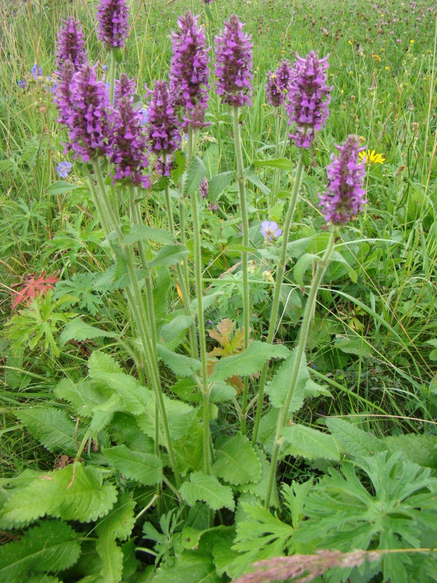 Bukvice Lékařská - Stachys officinalis