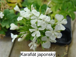 Dianthus japonicum