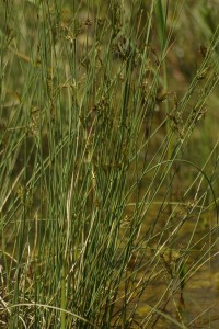 Skřípina – Scirpus tabernaemoutani